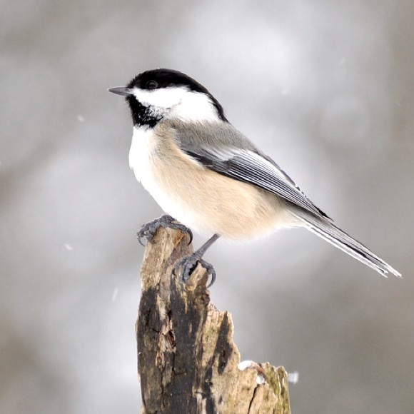 Meet your Posher, Small But Mighty - Picture 1 of 1